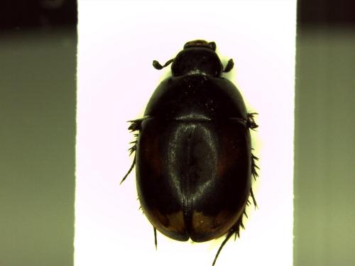 Réf. 163 160 : Sphaeridium marginatum
