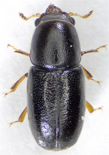 Octotemnus mandibularis