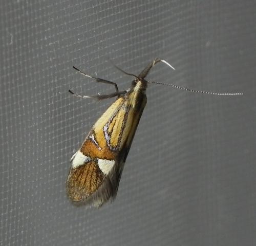 Alabonia geoffrella