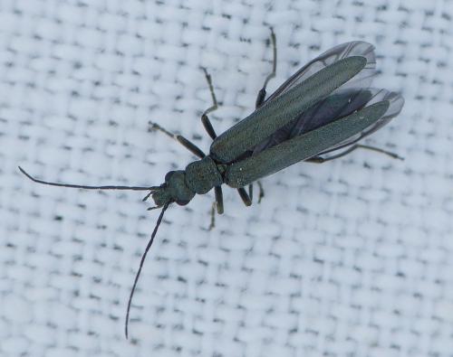 Réf. 163 404 : Oedemera sp.