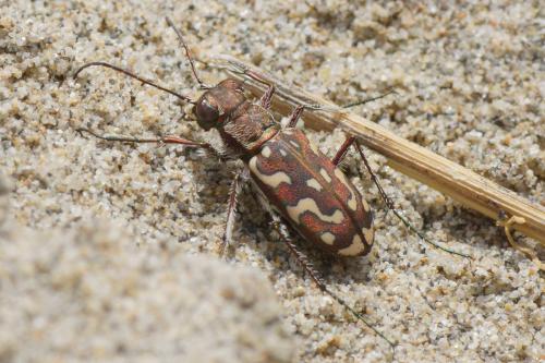 Réf. 163 857 : Lophyra flexuosa