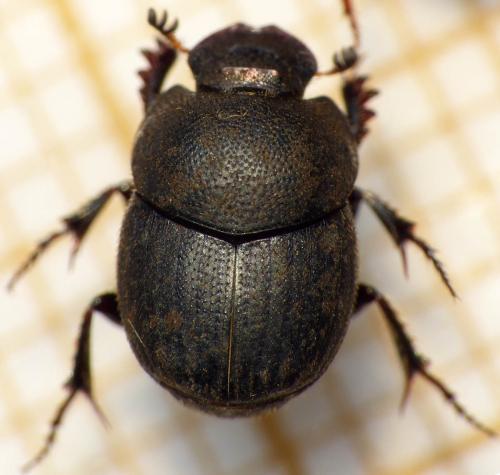Réf. 163 405 : Onthophagus ovatus