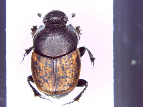 Réf. 163 495 : Onthophagus fracticornis