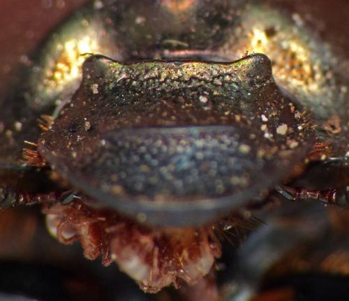 Réf. 163 681 : Onthophagus medius