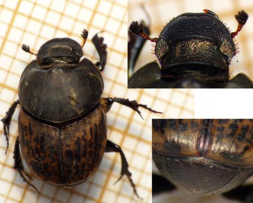 Réf. 163 400 : Onthophagus medius