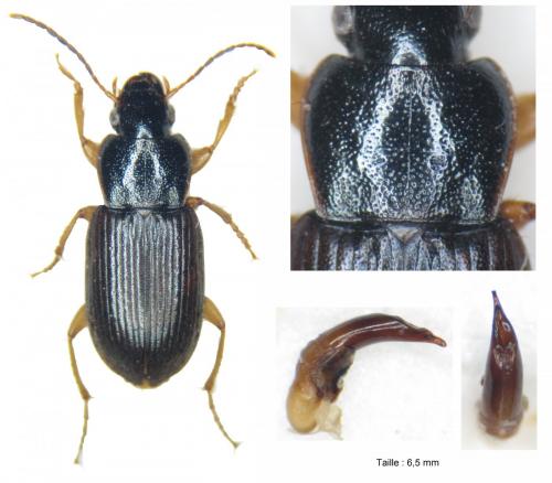 Réf. 163 610 : Parophonus maculicornis