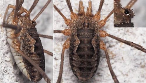 Réf. 163 256 : Phalangium opilio