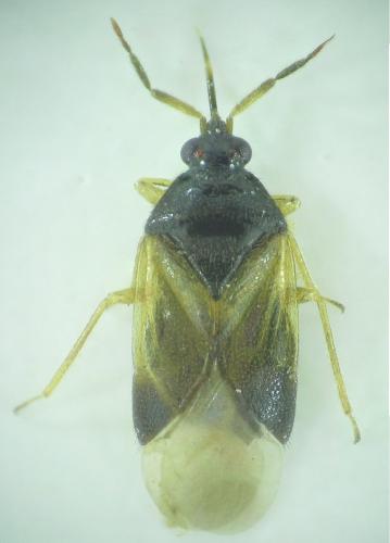 Orius vicinus