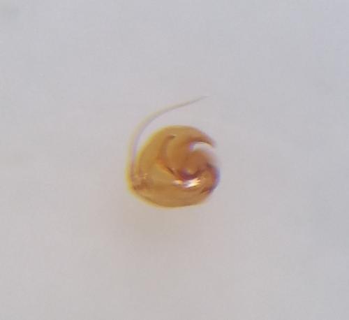 Orius vicinus