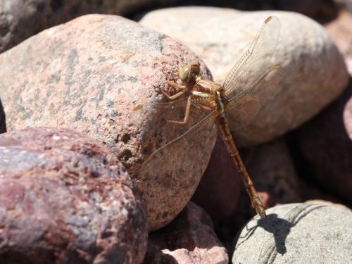 Orthetrum chrysostigma