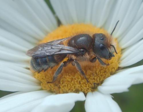 Osmia latreillei