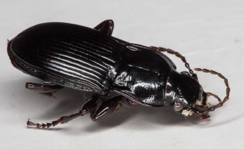Réf. 163 101 : Abax parallelus