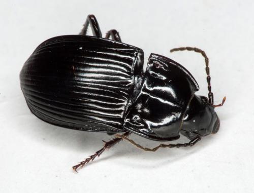 Abax ovalis