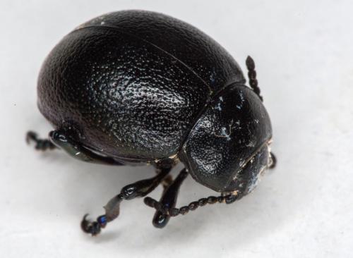 Timarcha goettingensis