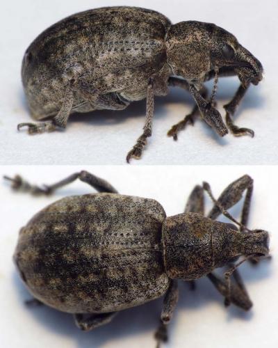 Réf. 163 763 : Liophloeus tessulatus
