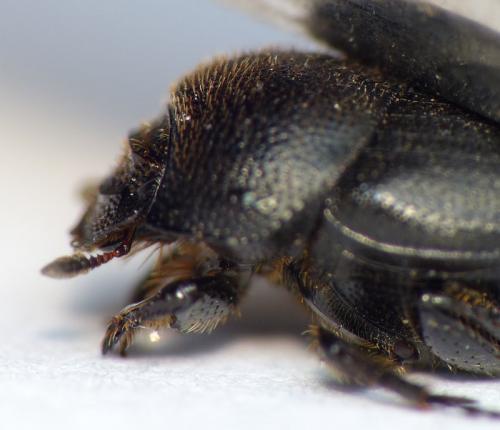 Réf. 163 704 : Onthophagus ovatus