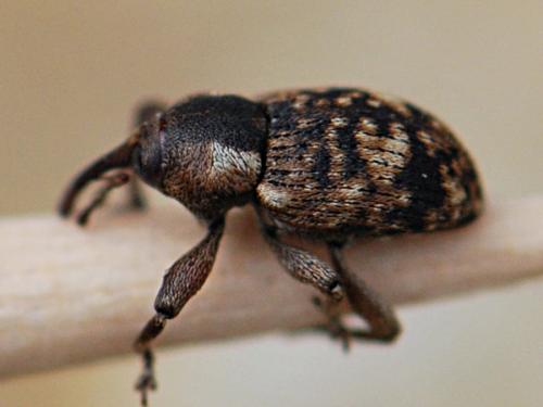 Réf. 163 369 : Pachytychius sparsutus