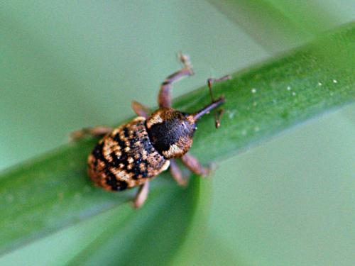 Réf. 163 368 : Pachytychius sparsutus