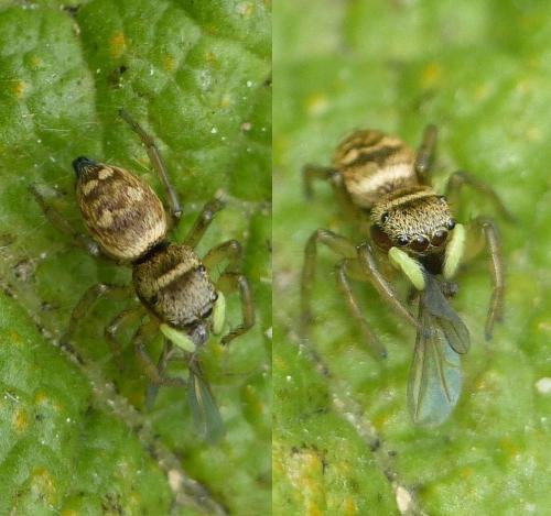 Heliophanus tribulosus
