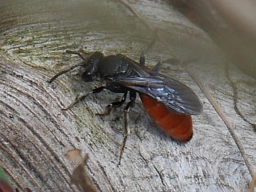 Sphecodes sp.