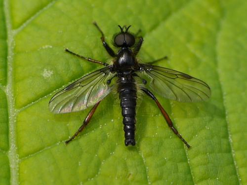 Réf. 163 028 : Bibio lanigerus