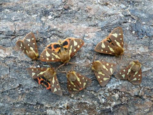 Réf. 163 334 : Hyphoraia testudinaria