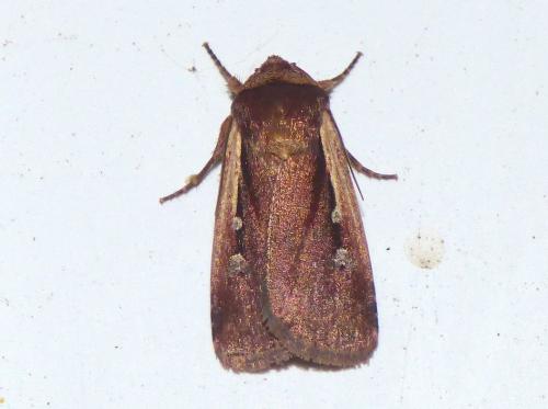 Réf. 163 759 : Ochropleura plecta