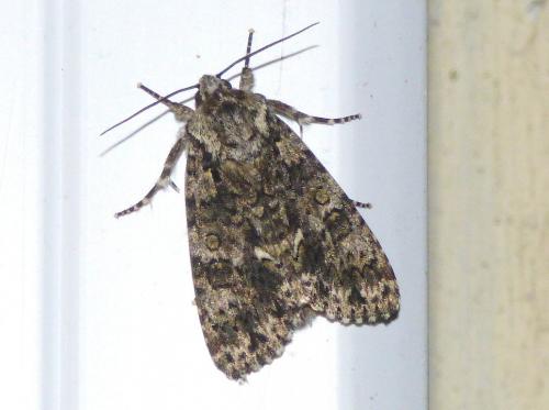 Réf. 163 758 : Acronicta rumicis