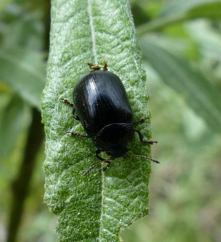 Réf. 163 621 : Gonioctena linnaeana