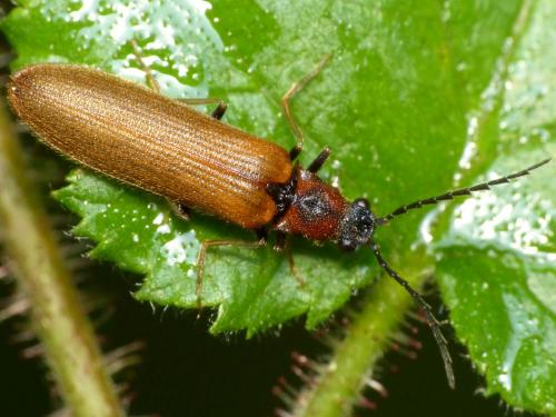 Réf. 163 372 : Denticollis linearis