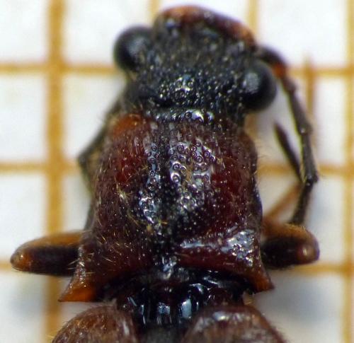 Réf. 163 964 : Denticollis linearis