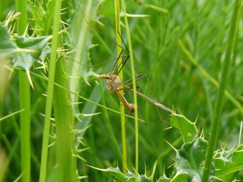Tipula fascipennis