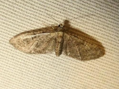Réf. 163 045 : Eupithecia sp.