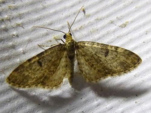 Réf. 163 039 : Eupithecia tantillaria