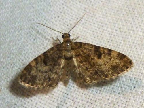 Réf. 163 041 : Eupithecia tantillaria