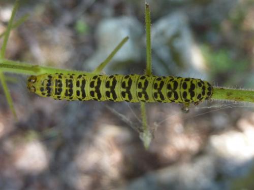 Réf. 163 147 : Cucullia scrophulariae