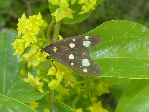 Dysauxes sp.