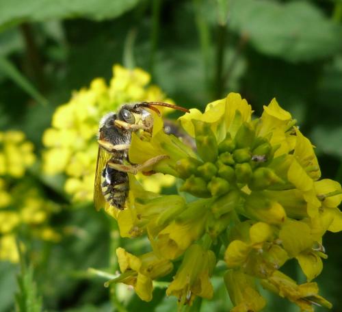 Nomada sexfasciata