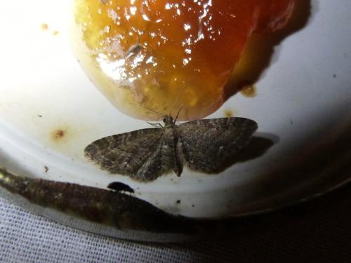 Réf. 163 425 : Eupithecia vulgata