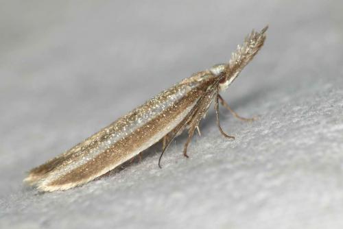Réf. 163 629 : Pleurota aristella