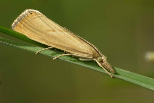 Xanthocrambus sp.