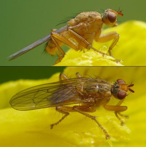 Scathophaga sp.