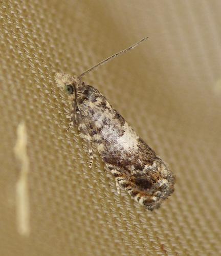 Epiblema sp.