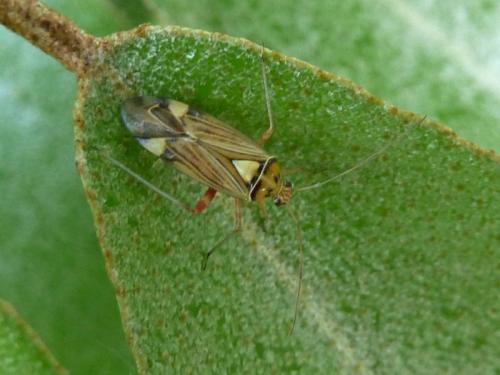 Rhabdomiris striatellus