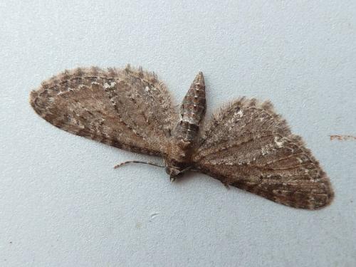 Réf. 163 808 : Eupithecia vulgata