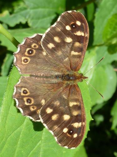 Pararge aegeria