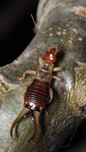 Forficula decipiens