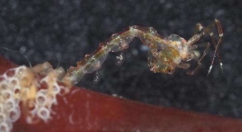 Réf. 163 156 : Caprella acanthifera