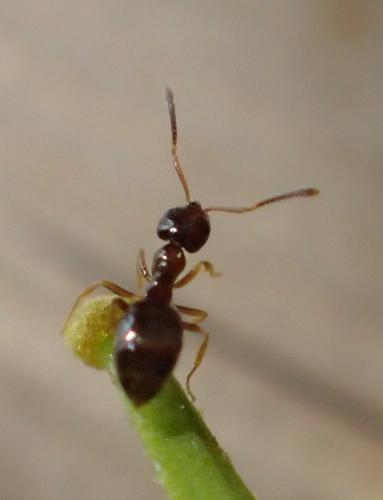 Plagiolepis sp.