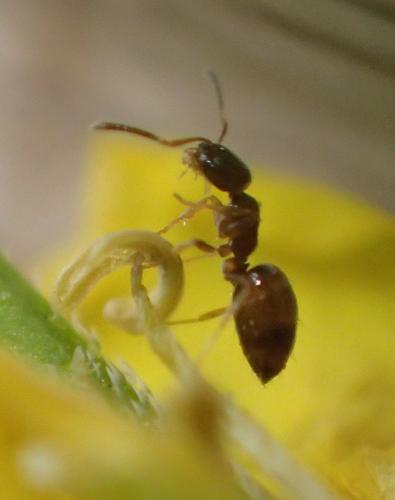Plagiolepis sp.